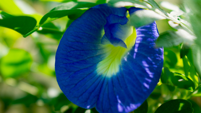 How to grow Aparajita flowers in pots in balcony