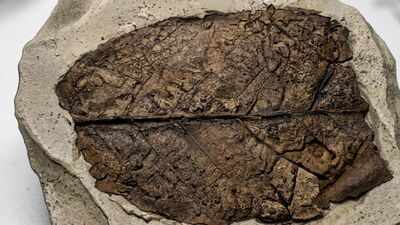 12-million-year-old fossil leaf from the Himalaya reveals a previously unknown fungal species