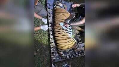 Tigress captured at Valmiki after nine-day effort, set for Buxa airlift