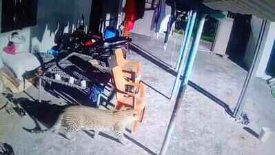 Leopard takes away rooster from farm in Palacode, locals on edge