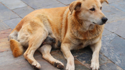 Delhi is choosing its “chonkiest” dog: From Dahi Bhalli to Kutta Singh, how street dogs became unlikely election candidates with fans, posters and campaign armies
