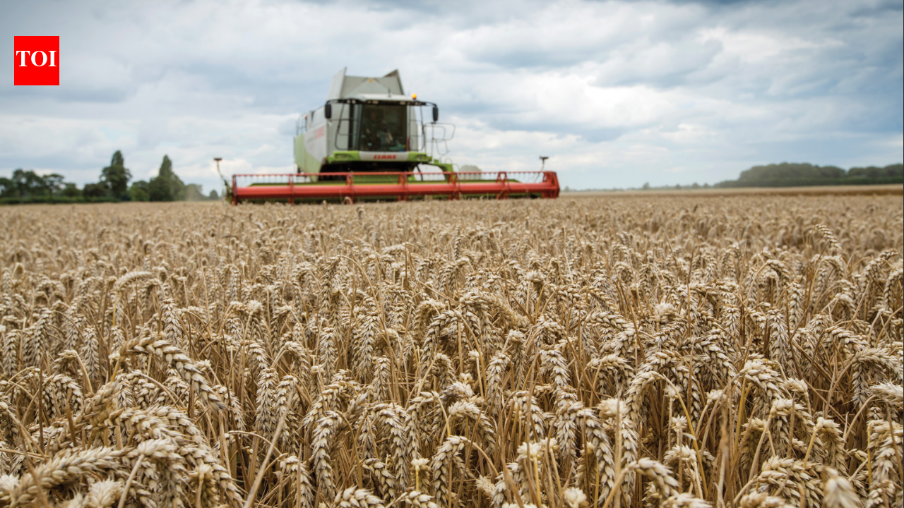 In 2002, a 3.5km sea wall was breached in five places at a 283-hectare Essex arable farm