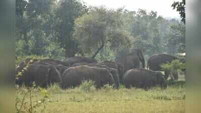 Elephant sparks panic at Simdega block office, weekly market