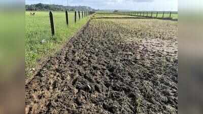 South Goa dry spell threatens 30% drop in paddy yield