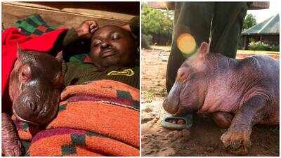 Five-month-old orphaned hippo Bumpy found beside dead mother in Kenya finds new family at sanctuary after difficult rescue; bonds with keepers, elephants and buffaloes; to eventually return to the wild