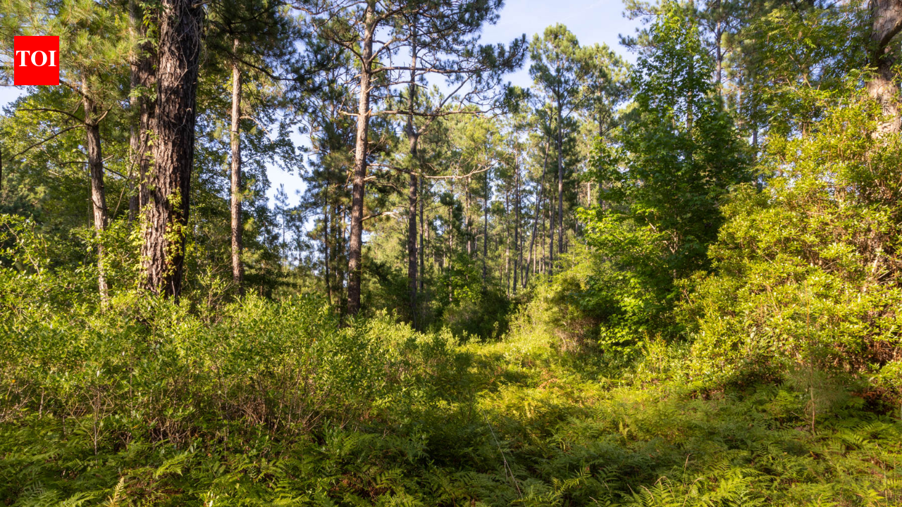 Forty-five North Carolina property owners sued over roads planned through their neighborhoods