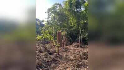 Residents claim nearly 100 trees felled sans proper procedure for DP road in Kothrud