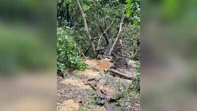 Residents claim nearly 100 trees felled sans proper procedure for DP road in Kothrud
