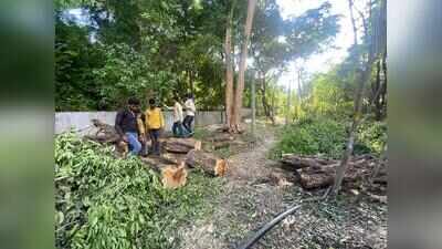 Residents claim nearly 100 trees felled sans proper procedure for DP road in Kothrud