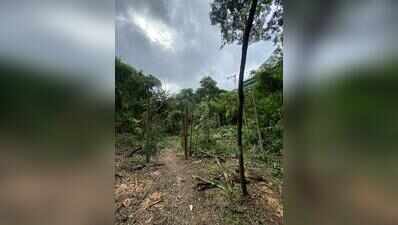 Residents claim nearly 100 trees felled sans proper procedure for DP road in Kothrud