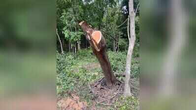 Residents claim nearly 100 trees felled sans proper procedure for DP road in Kothrud