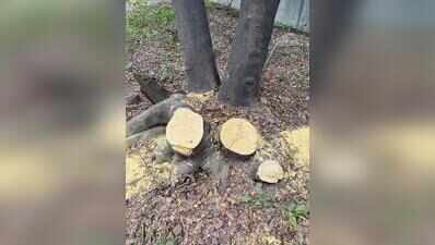 Residents claim nearly 100 trees felled sans proper procedure for DP road in Kothrud