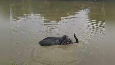 Feeding delay leaves Ramlila elephant fuming, sends crowd into frenzy