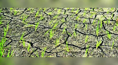 Staff crunch looms over crop-loss panchnama drive in 8 drought-hit tehsils