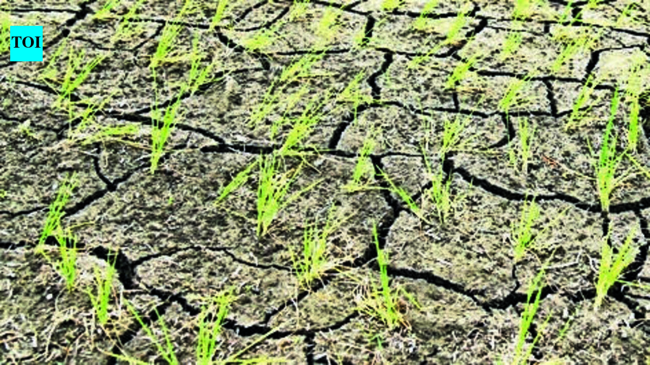 Staff crunch looms over crop-loss panchnama drive in 8 drought-hit tehsils