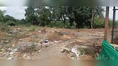 41 cattle drowned last yr, urad crop dies now:   Dharashiv family count losses, awaits govt aid