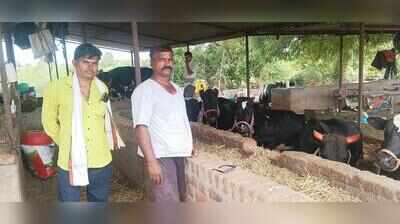 41 cattle drowned last yr, urad crop dies now:   Dharashiv family count losses, awaits govt aid