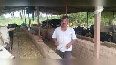 41 cattle drowned last yr, urad crop dies now:   Dharashiv family count losses, awaits govt aid