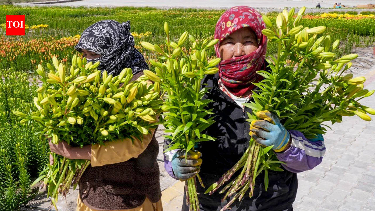15k Ladakh-grown Liliums set out for national flower markets
