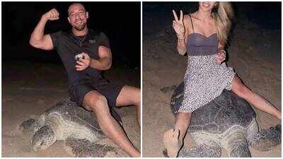 Ukrainian fitness influencer Vadym Oleynik, partner Olena Kravchenko face backlash after riding nesting sea turtle and handling hatchlings in Oman despite volunteers monitoring site