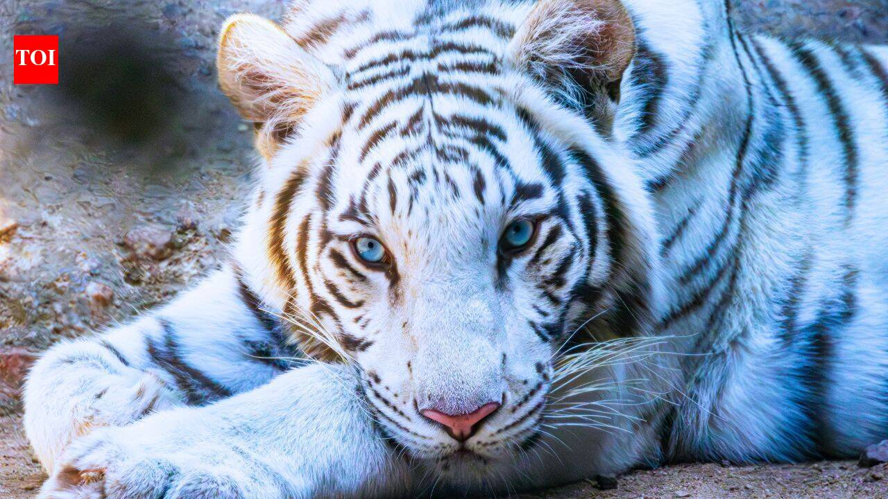 Rare blue-eyed white tiger Tejas travels 550 km to become Dehradun Zoo star