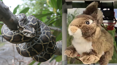 In 2025, Florida researchers used fluffy rabbit robots to tackle the invasive Burmese python species, and the high-tech decoy helped attract snakes without harming real animals
