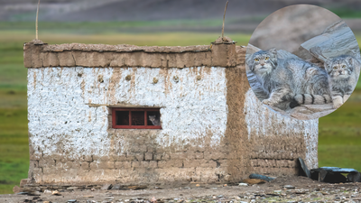 World’s “grumpiest cat” moved into a Ladakh couple’s home with 3 kittens; family gave up their house so she could raise them