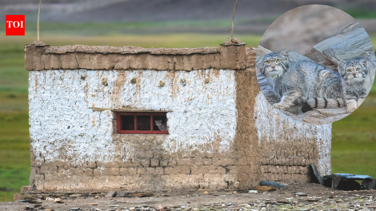 ‘Grumpiest cat’ takes over Ladakh home with 3 kittens; family moves out
