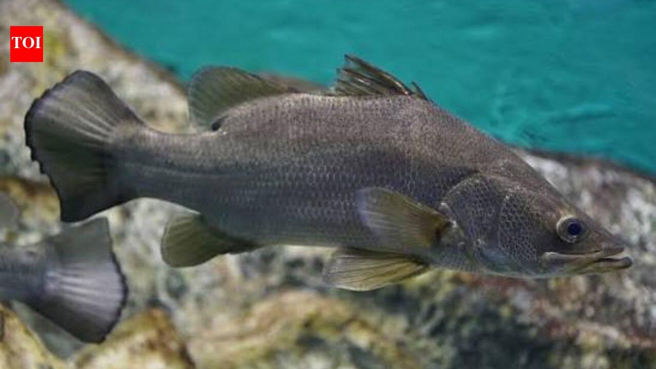 Nile perch introduced to Lake Victoria years ago transformed its fishery and threatened cichlids