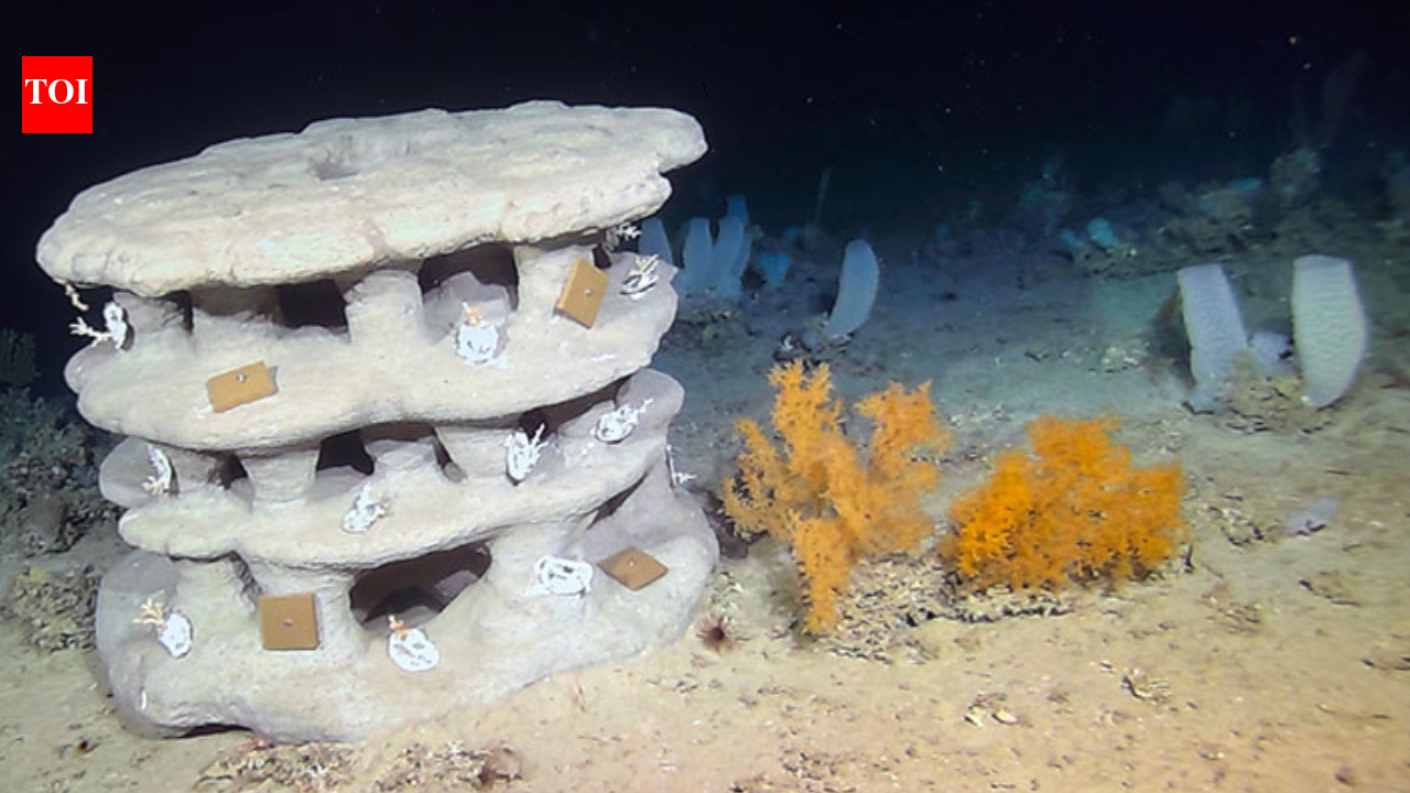Scientists placed 23 3D-printed reefs 1,100m underwater to test coral habitat recovery