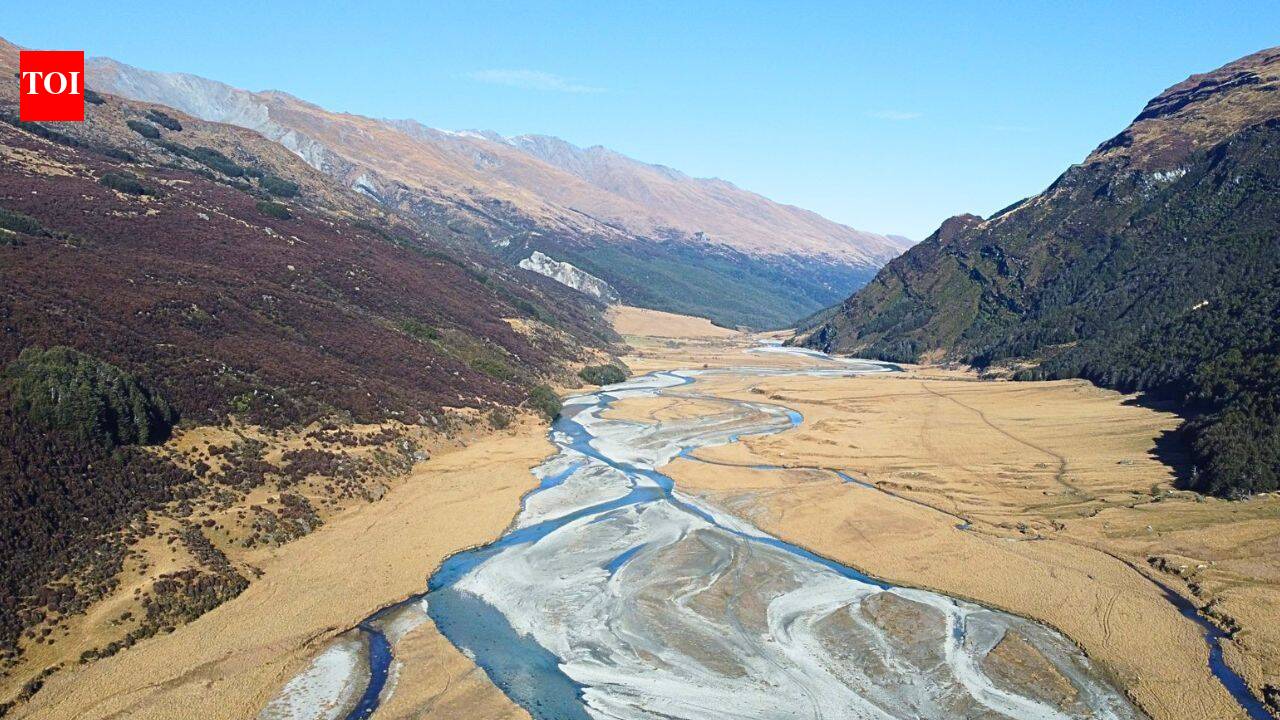 New Zealand returned 86 takahē to Rees Valley; the birds are now breeding and establishing a new wild population