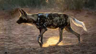 20 African wild dogs were brought back to a Zimbabwe park after disappearing for decades; conservationists rebuilt the ecosystem before their return