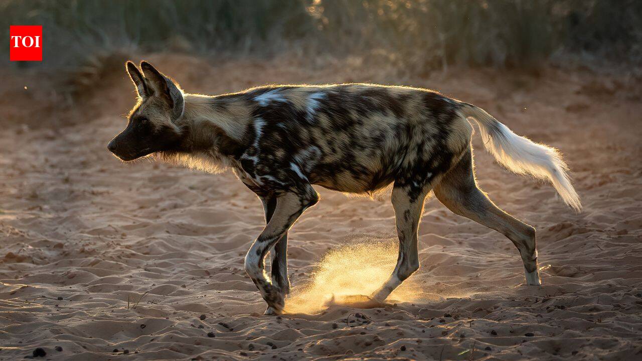 20 African wild dogs return to Zimbabwe park after decades as its ecosystem is restored