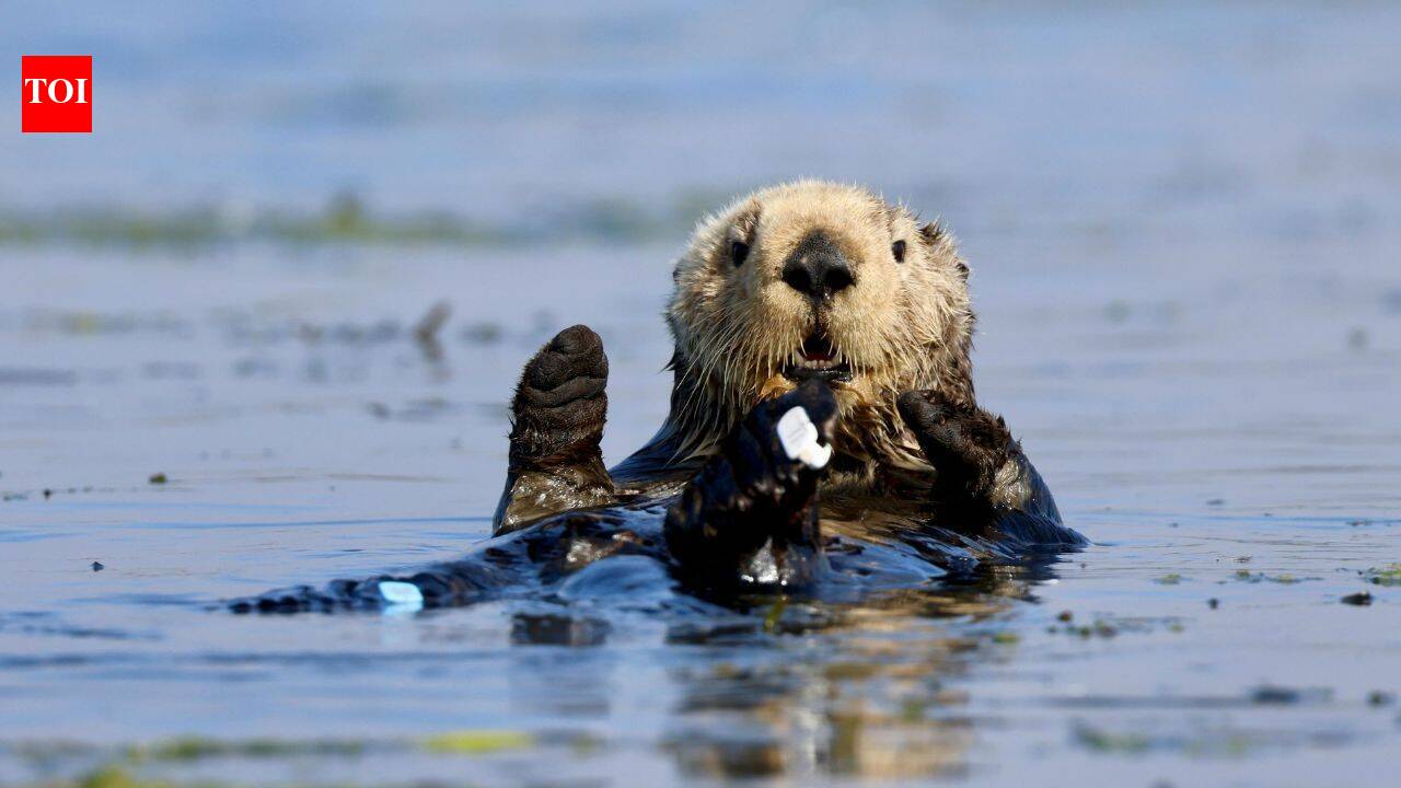 $57M gift helped open Monterey Bay Aquarium, whose sea otter programme has saved 1,000+ animals
