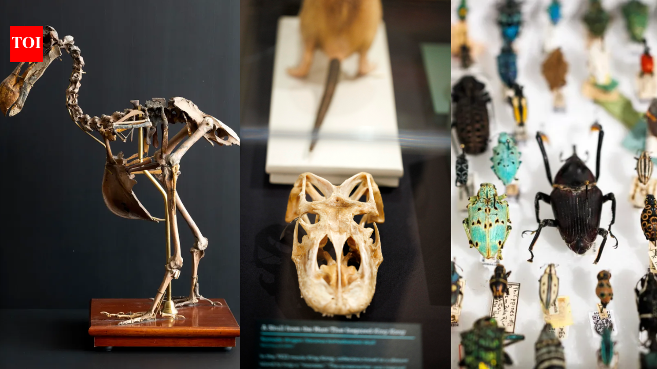 Harvard museum showcases dodo, extinct toad and 300-million-year-old fern
