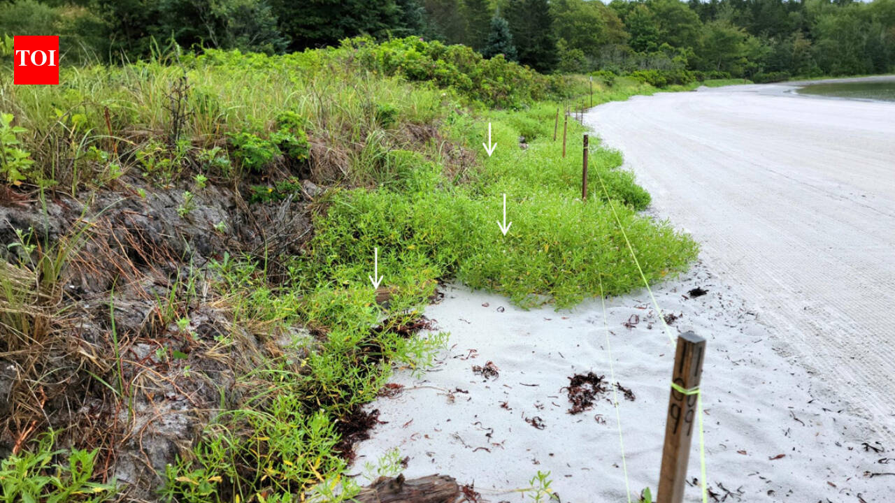 South Portland used 200+ Christmas trees to rebuild a storm-eroded Maine beach
