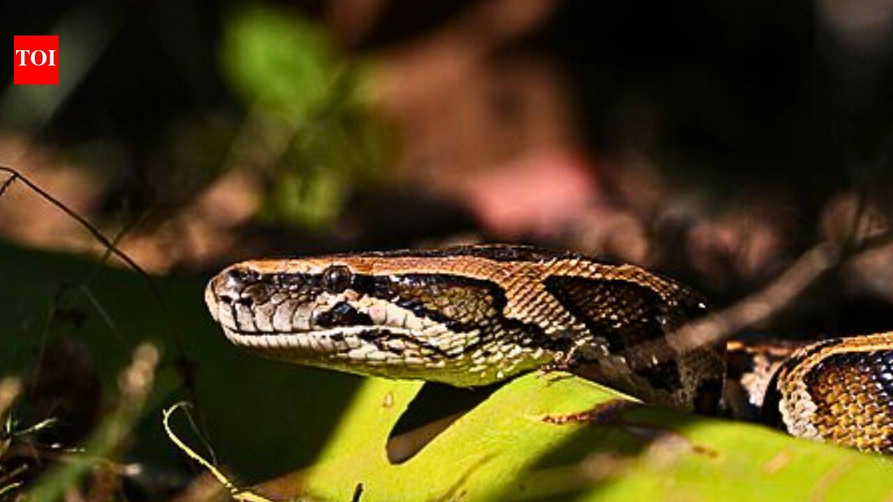 Scientists develop eDNA markers to detect Burmese pythons in southern Florida waters