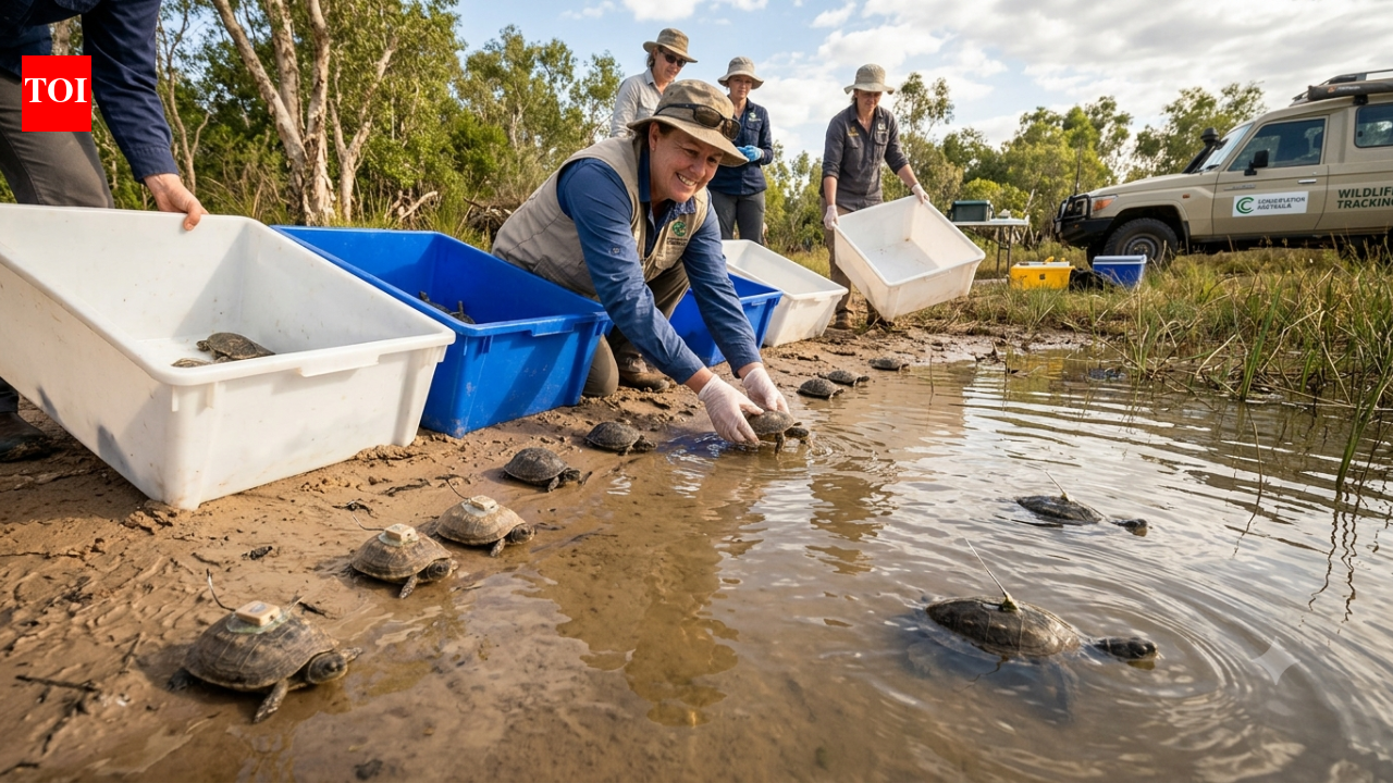 Australia released 21 captive-bred endangered turtles into the wild; 8 are now being tracked for up to two years