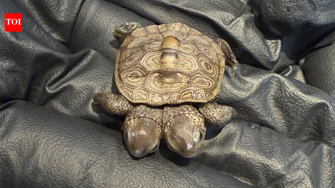 Two-headed terrapin found at Cape Cod nesting site; 5.2g hatchling now under vet care