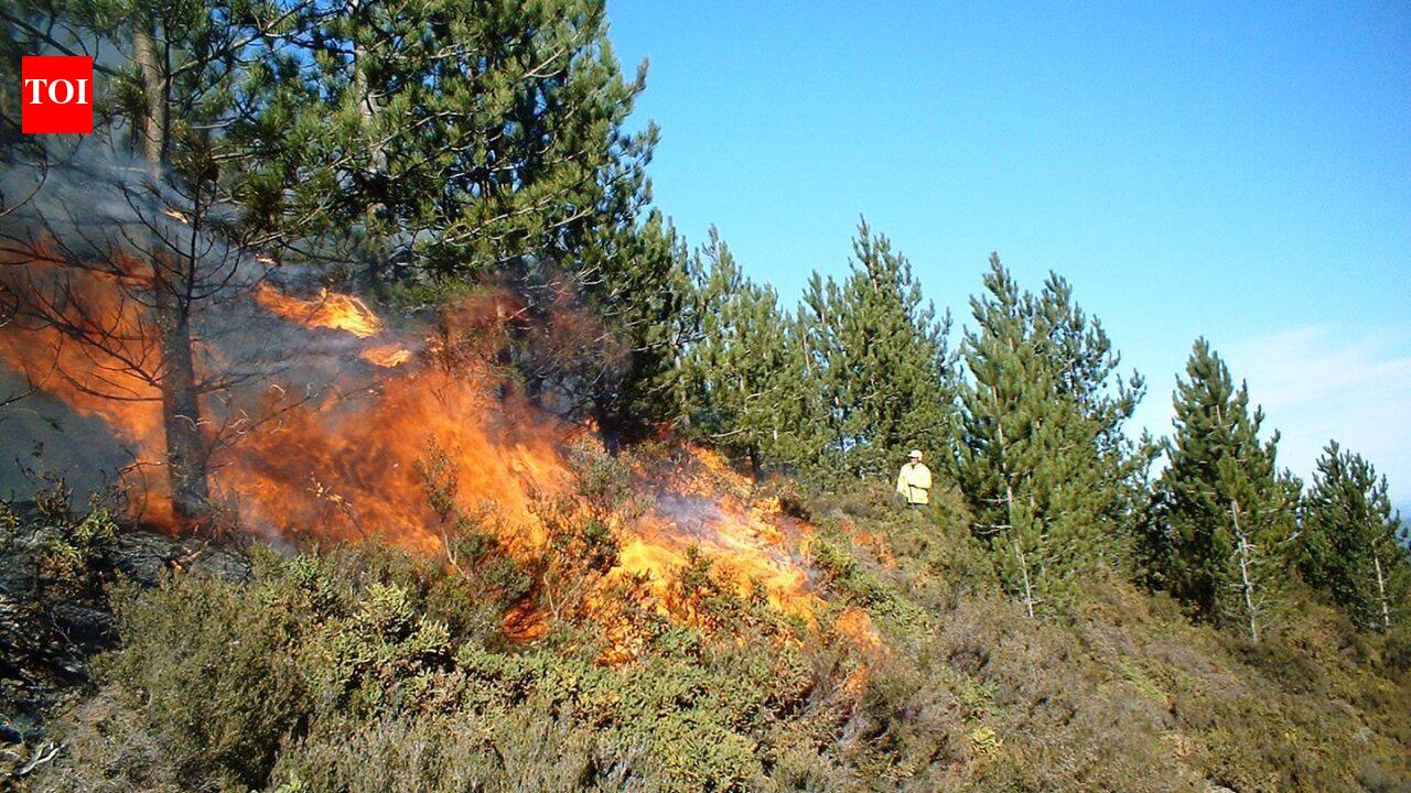 Scientists deliberately burned an Australian woodland after years without recorded fire; 20,369 seedlings revealed what survived underground