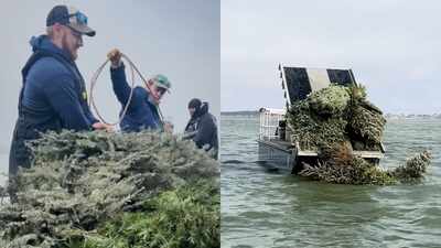 In 2024, Texas biologists turned more than 160 donated Christmas trees into an underwater reef at Granger Lake, where fish can use them as habitat within 15 minutes