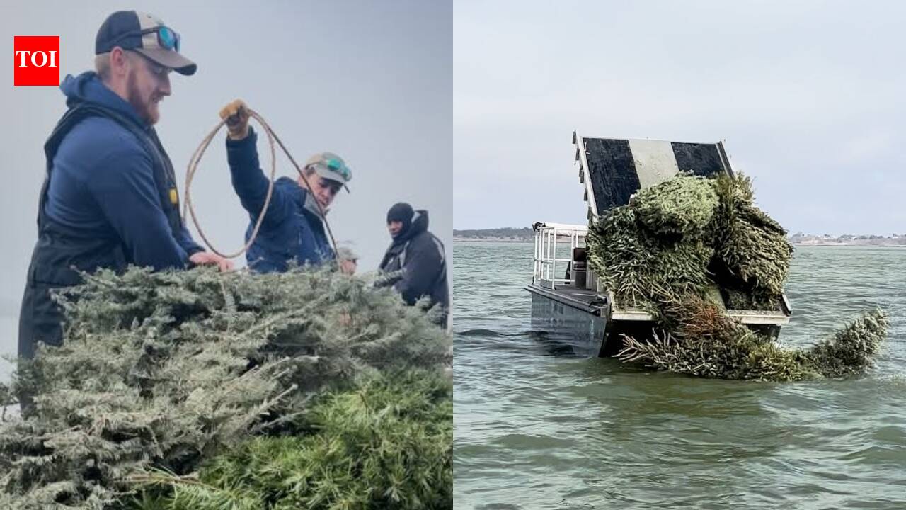 From Christmas trees to fish habitat: Texas gives 160 trees a second life