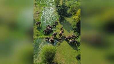 Elephant herd sparks fear after para-teacher’s death