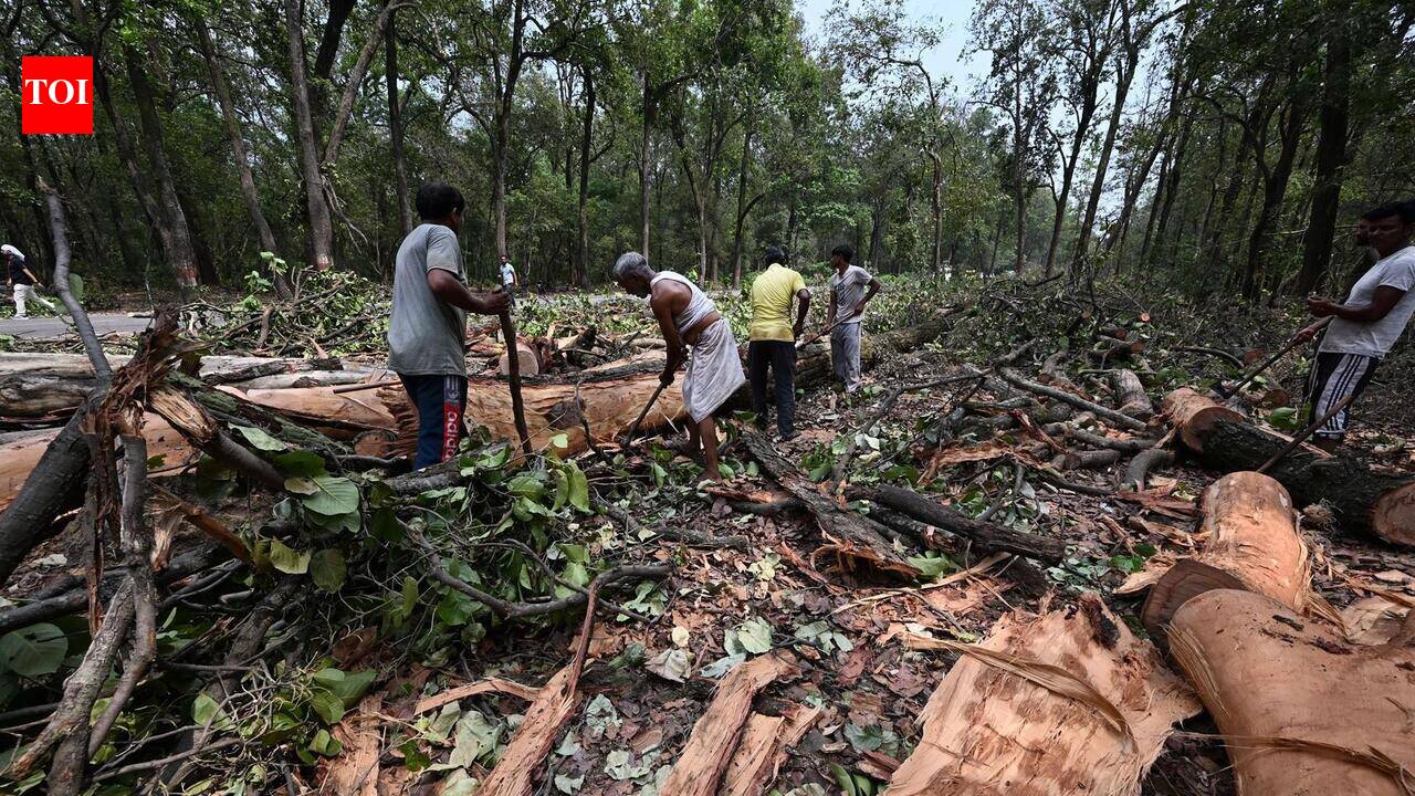 Forest Department Begins Felling Over 20,000 Borer-Infested Sal Trees in Doon Valley