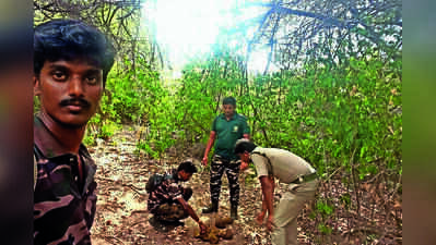 Coimbatore APWs Urge More Staff, Smaller Beats to Boost Forest Patrols