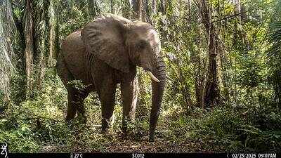 Up to 1,000 elephants climb Tanzania’s 6,500-foot Udzungwa Mountains; 529 recorded using a new 14-km protected wildlife corridor linking their historic habitats with Nyerere National Park across the Kilombero Valley