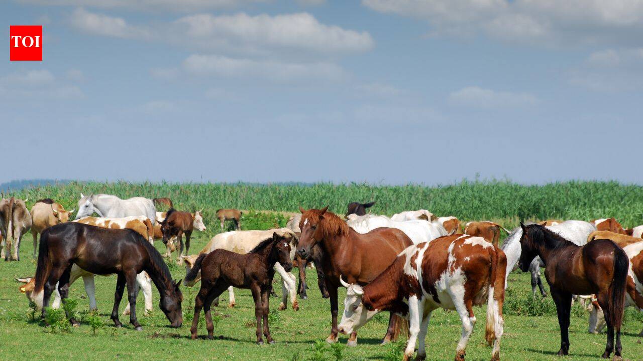 South Carolina family permanently protects 2,000-acre farm from development in historic deal