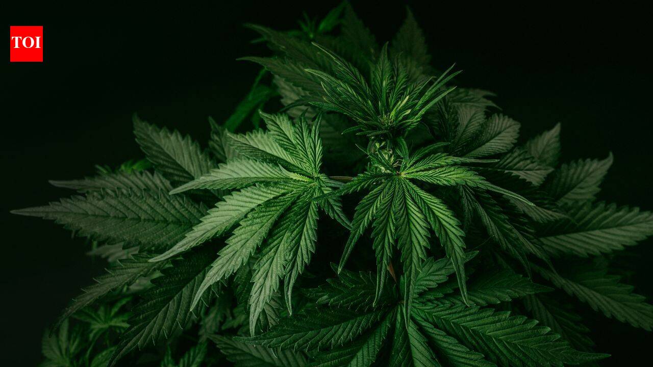 California couple’s $1M cannabis-related fines cleared five years after buying their home