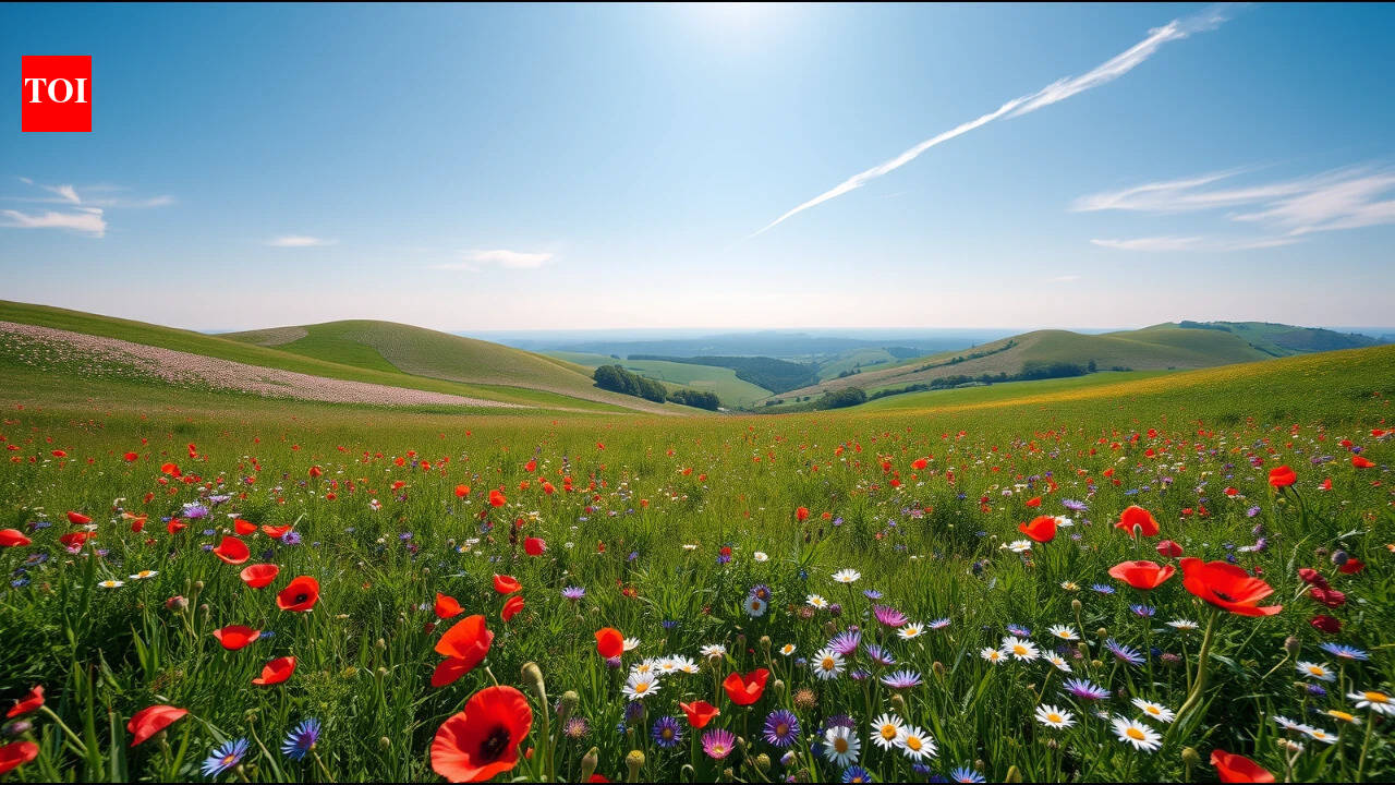 A wildlife charity bought 335 hectares in Dorset; two years later, it is one of England's newest National Nature Reserves