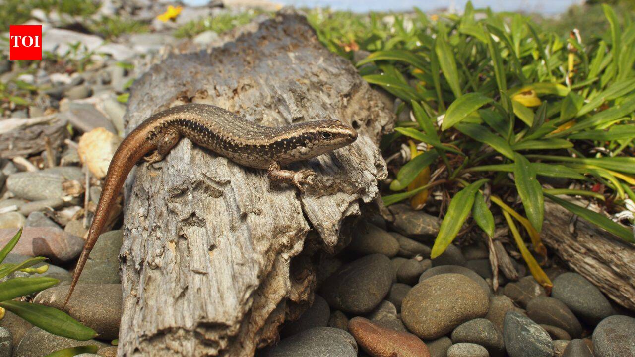 New Zealand built a 676-sq-metre pest-proof home for rare skinks; four released in 2026